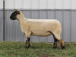 Double F Donor 21022